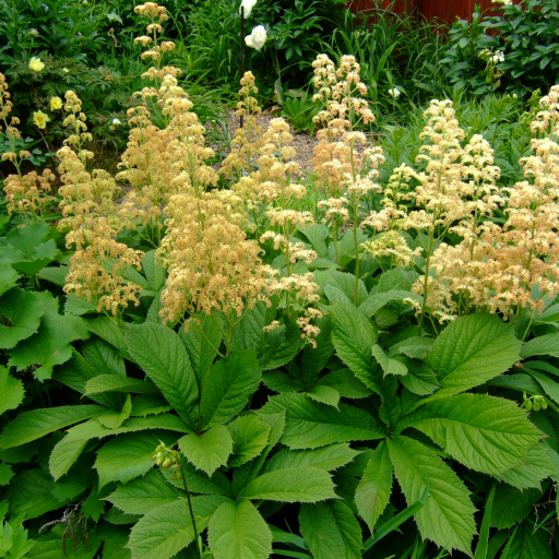 Rodgersia Pinnata