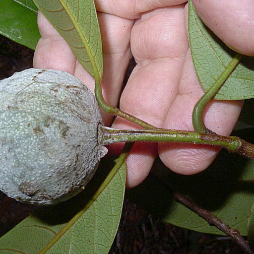 Rollinia Sylvatica Plant Care & How to Grow, Water