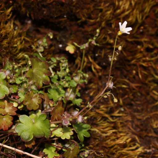 Romanzoffia Californica