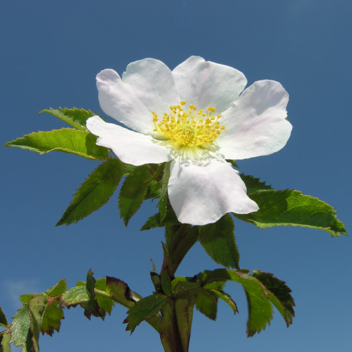 Rosa Agrestis