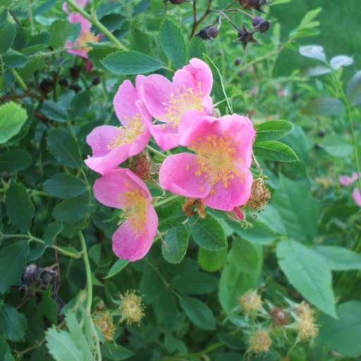 Prairie Rose (Rosa Arkansana) Care Guide: Water, Soil & Propagation ...
