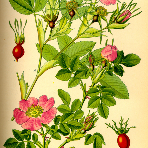Rosa Cinnamomea