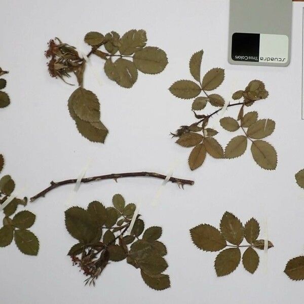 Rosa Deseglisei Plant Care How To Grow Water Rosa Deseglisei Plant Care How To Grow Water