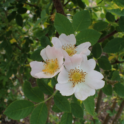 Rosa Ecae