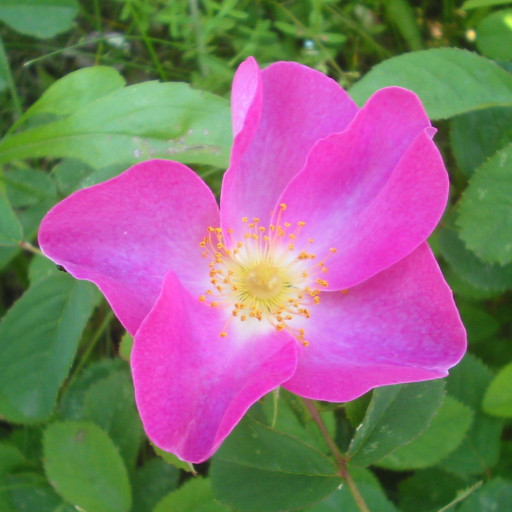 Rosa Gallica