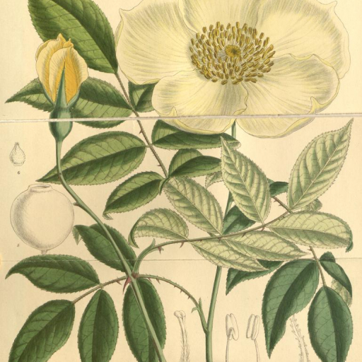 Rosa Gigantea