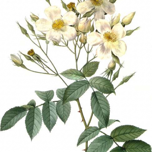 Rosa Moschata
