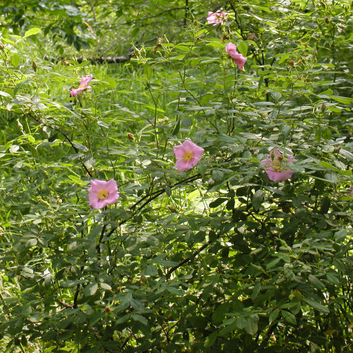Rosa Palustris