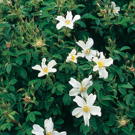 Rosa × Paulii Plant Care & How to Grow, Water