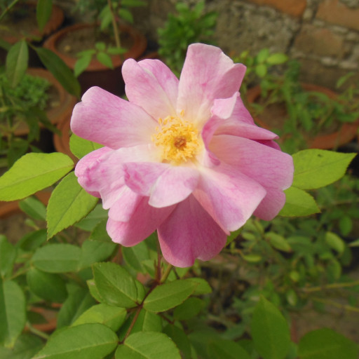 Rosa Rubiginosa
