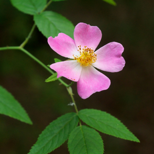 Rosa Setigera