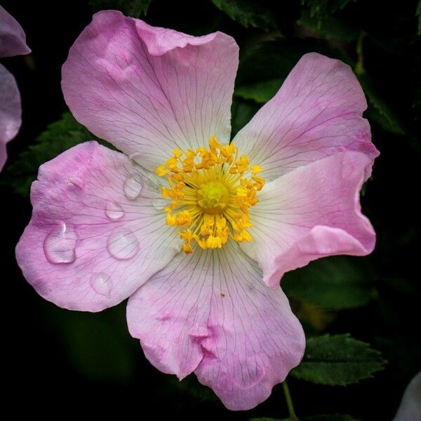 Rose Rdery Sherard's Downy Rose (Rosa Sherardii) Care Guide: Water, Soil ...