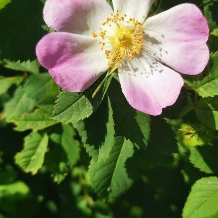 Rosa Squarrosa