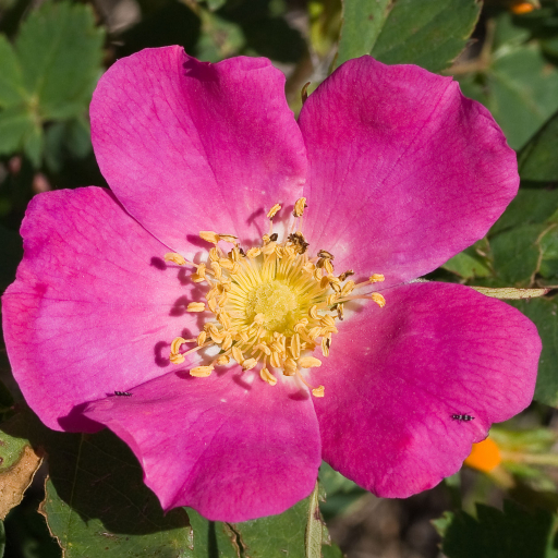 Rosa Woodsii