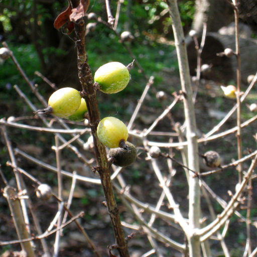 Rosenbergiodendron Formosum
