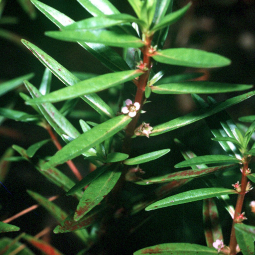 Roundleaf Toothcup Lowland Toothcup (Rotala Ramosior) Care Guide: Water, Soil ...