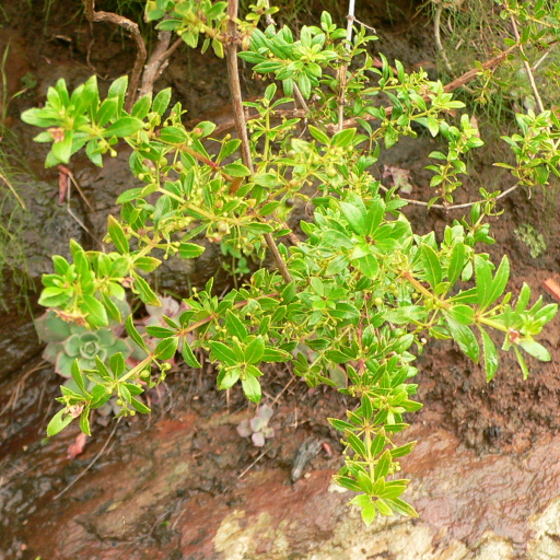Rubia Fruticosa