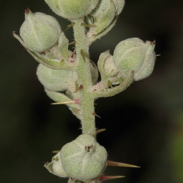 Bright Green Bramble (Rubus Adscitus) Plant Care & How to Grow, Water