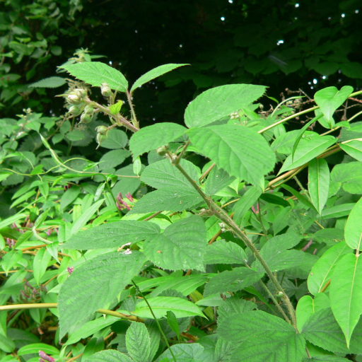 Rubus Dasyphyllus