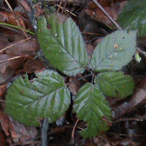 Rubus Discolor