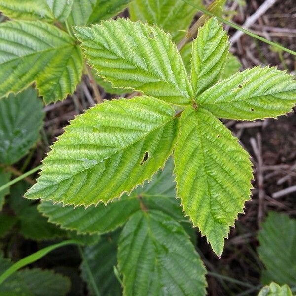 Red-stemmed Bramble (Rubus Divaricatus) Plant Care & How to Grow, Water