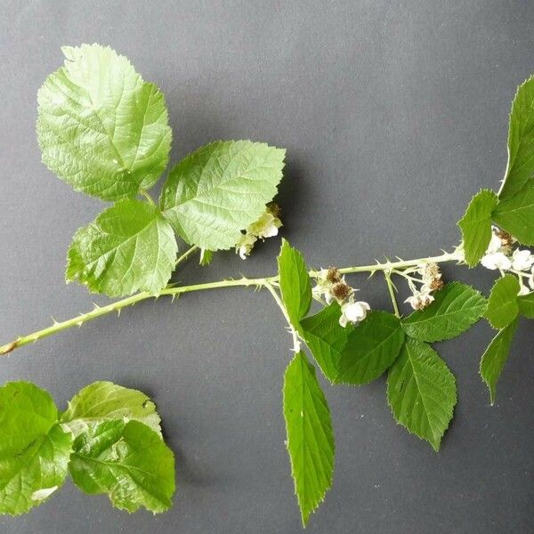 Shade Bramble (Rubus Nemorosus) Plant Care & How to Grow, Water
