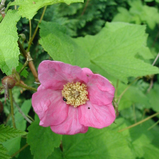 Rubus Odoratus