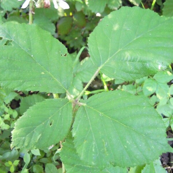 Large-Flowered Bramble (Rubus Scabripes) Plant Care & How to Grow, Water