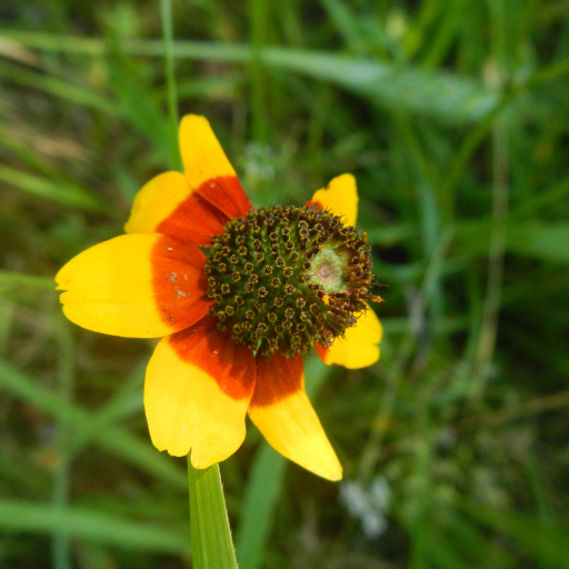Rudbeckia Amplexicaulis