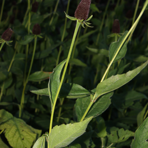 Rudbeckia Occidentalis