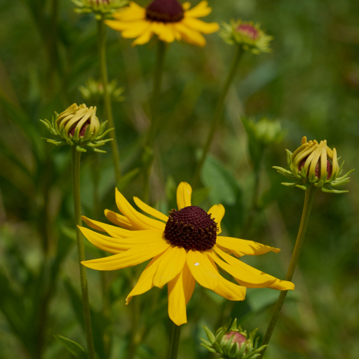Rudbeckia Subtomentosa