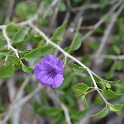 Ruellia Californica