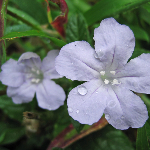 Ruellia Caroliniensis