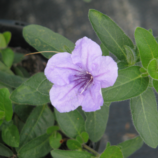 Ruellia Ciliosa