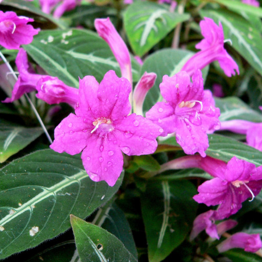 Ruellia Makoyana