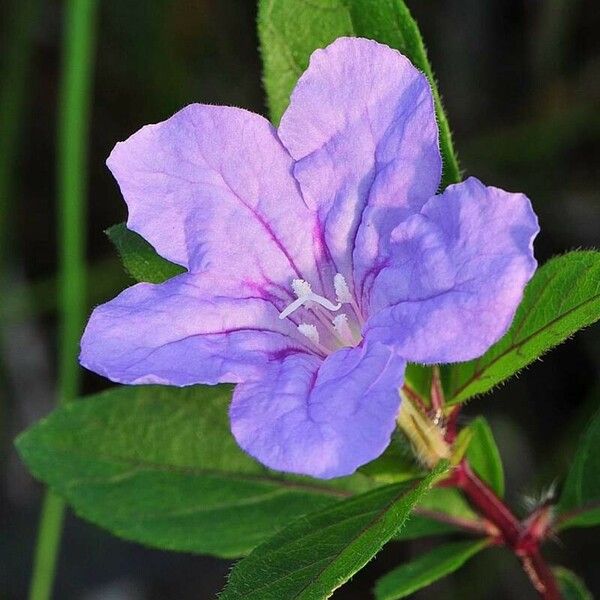 Ruellia Succulenta