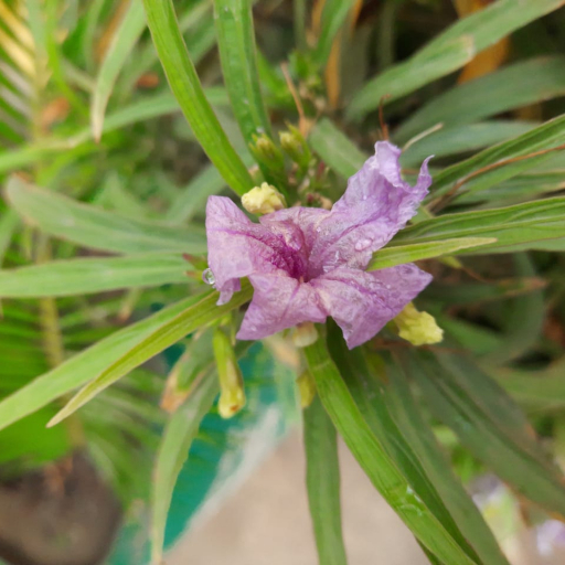 Ruellia Tuberosa