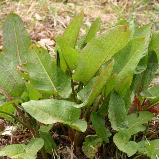 Rumex Obtusifolius