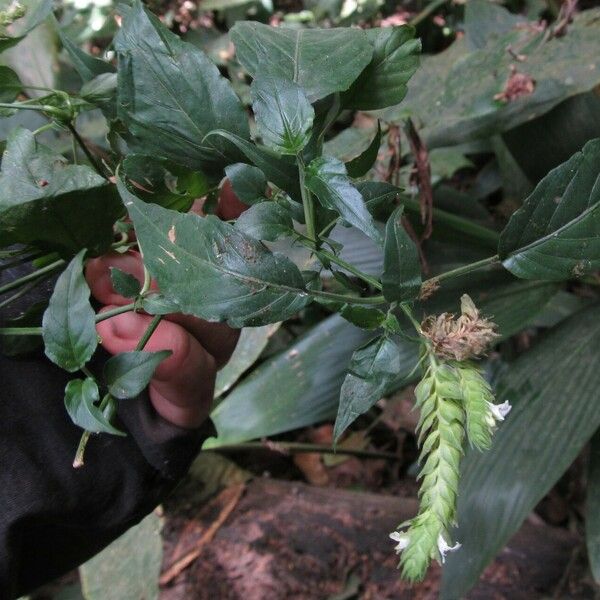 Rungia Camerunensis Care Guide: Water, Soil & Propagation - Plantiary