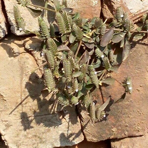 Comb Rungia (Rungia Pectinata) Care Guide: Water, Soil & Propagation ...