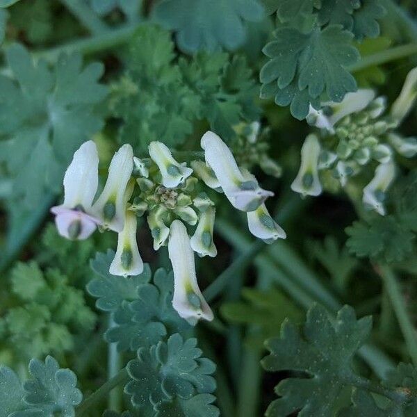 Rupicapnos Africana