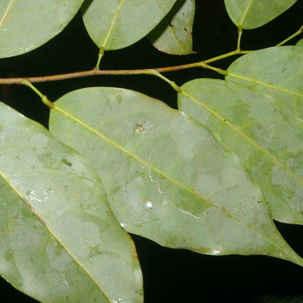 Ruptiliocarpon Caracolito