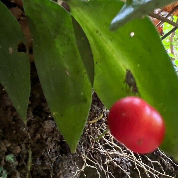 Madeira Butcher's Broom (Ruscus Streptophyllus) Care Guide: Water, Soil ...