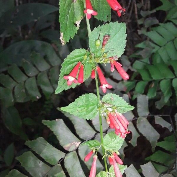 Russelia Coccinea
