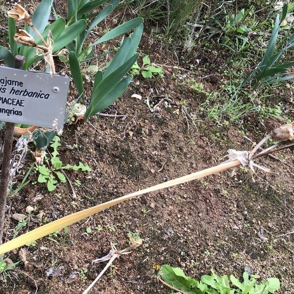 Rutheopsis Herbanica