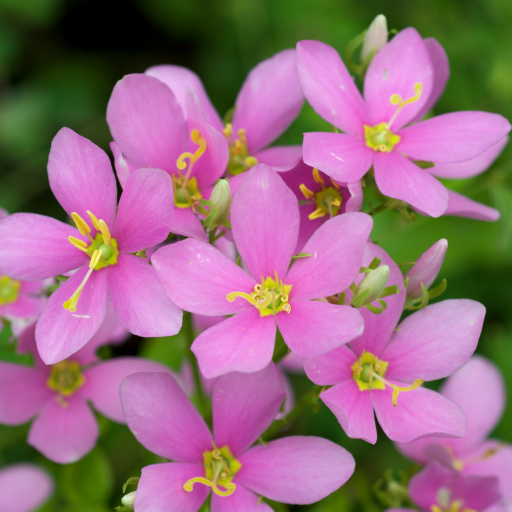 Sabatia Angularis