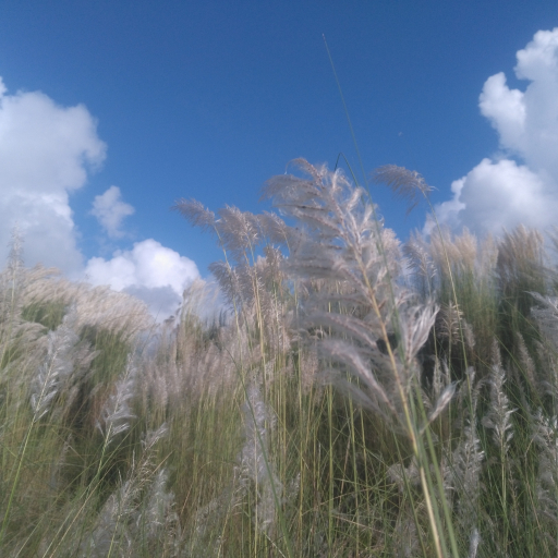 Saccharum Spontaneum