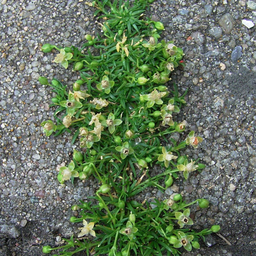 Sagina Procumbens