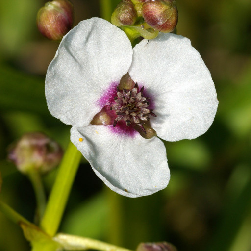 Sagittaria Sagittifolia