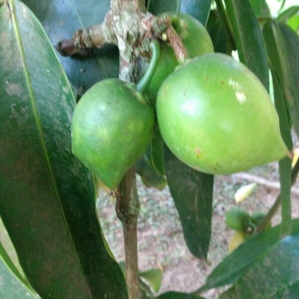 Salacea Salacia Elliptica Plant Care & How to Grow, Water